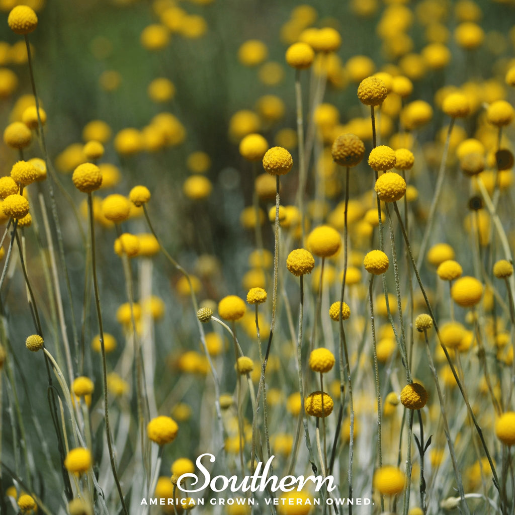 Billy Buttons - Drumsticks (Craspedia globosa) - 50 Seeds - Southern Seed Exchange