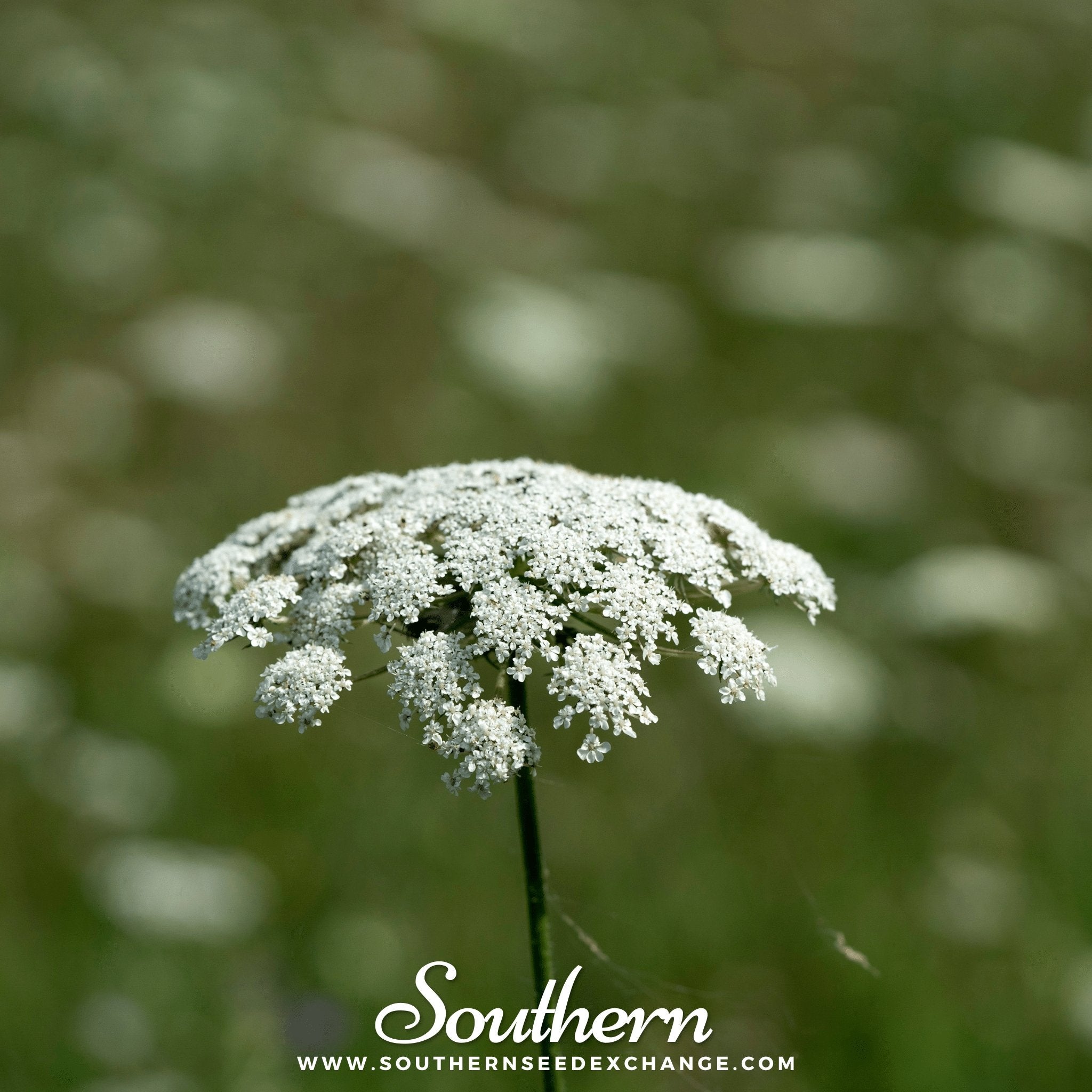 Southern Seed Exchange Bishop's Flower - Wild Carrot (Ammi Majus) - 500 Seeds