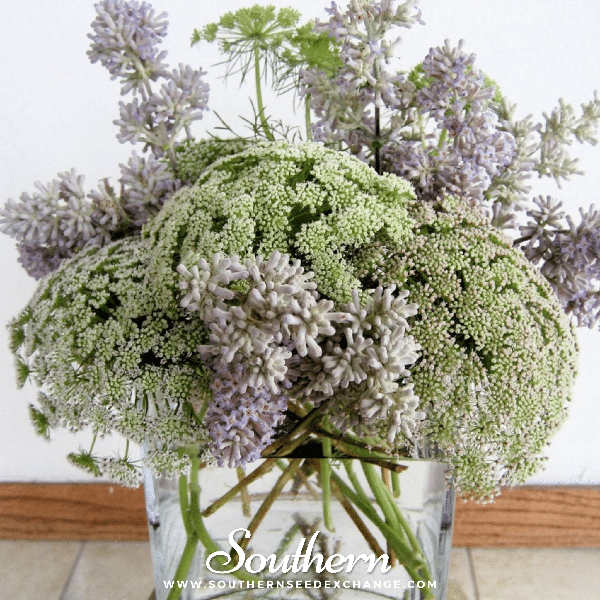 Southern Seed Exchange Bishop's Flower - Wild Carrot (Ammi Majus) - 500 Seeds