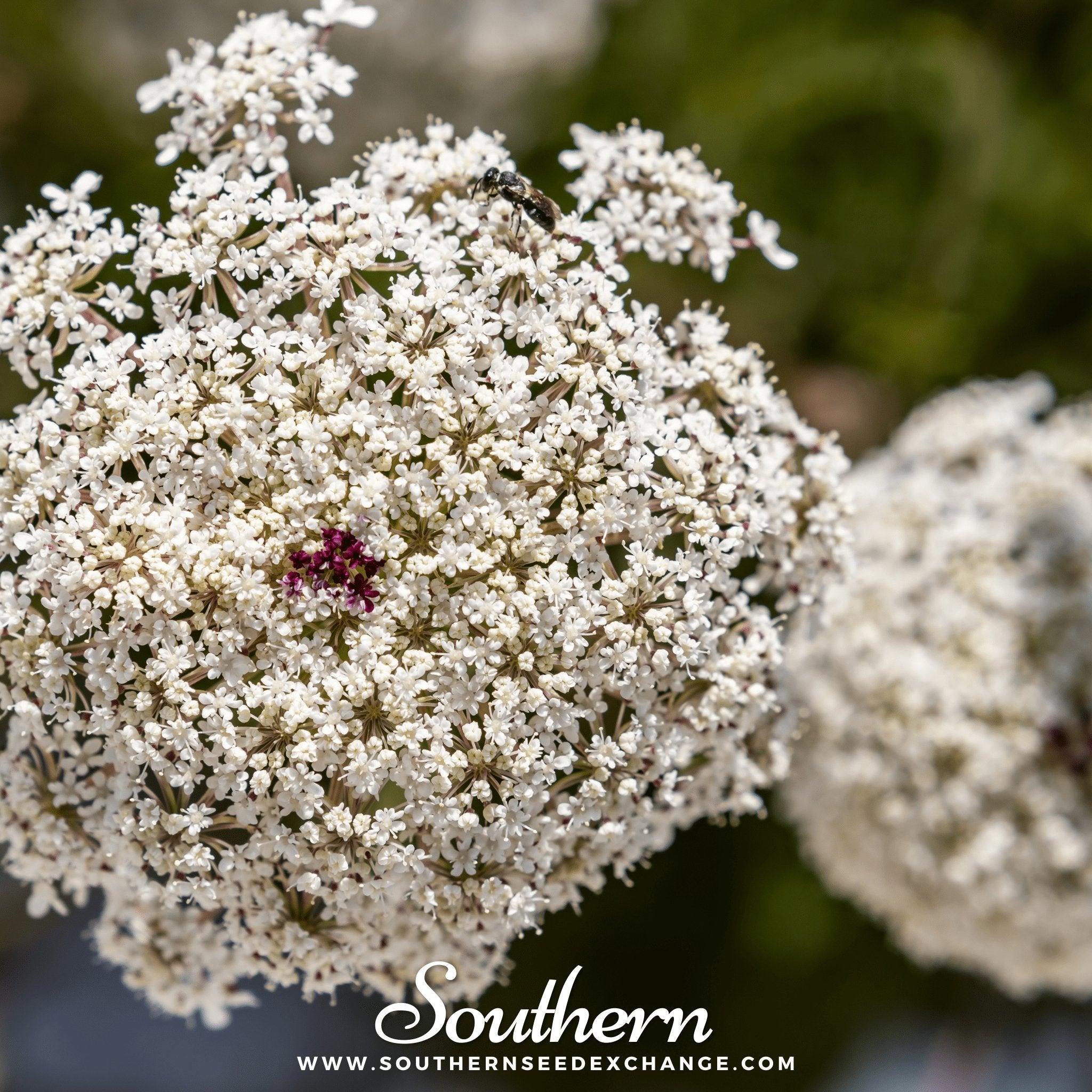 Southern Seed Exchange Bishop's Flower - Wild Carrot (Ammi Majus) - 500 Seeds