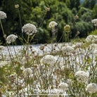 Southern Seed Exchange Bishop's Flower - Wild Carrot (Ammi Majus) - 500 Seeds