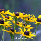 Black Eyed Susans (Rudbeckia hirta) - 100 Seeds - Southern Seed Exchange