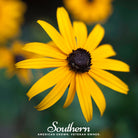 Black Eyed Susans (Rudbeckia hirta) - 100 Seeds - Southern Seed Exchange