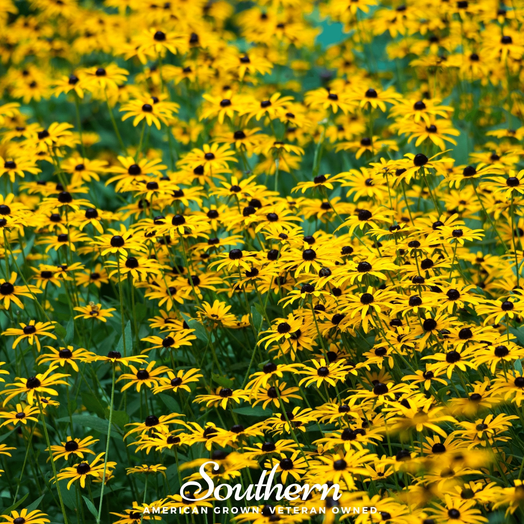 Black Eyed Susans (Rudbeckia hirta) - 100 Seeds - Southern Seed Exchange