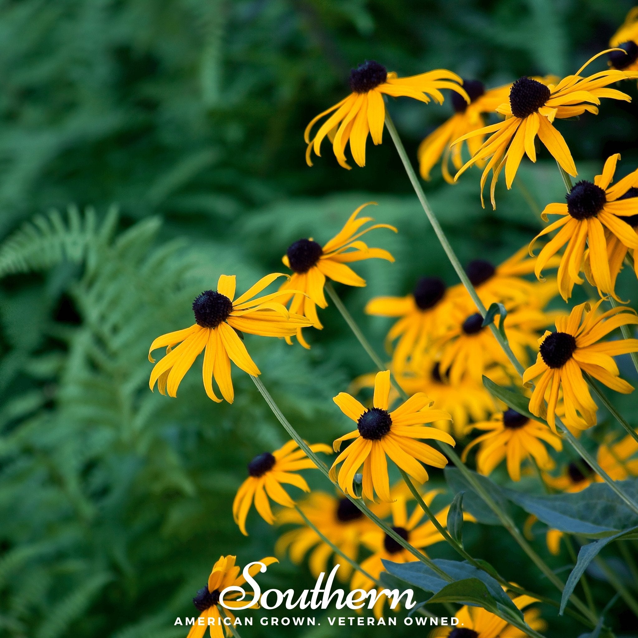 Black Eyed Susans (Rudbeckia hirta) - 100 Seeds - Southern Seed Exchange