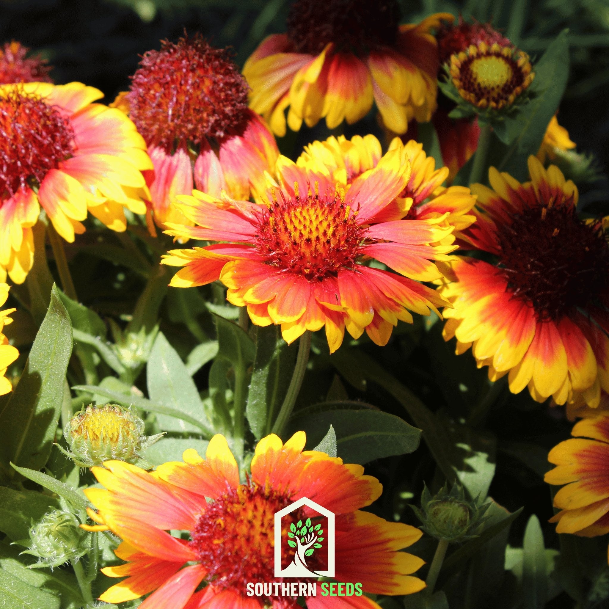 Blanket Flower (Gaillardia aristata) - 200 Seeds - Southern Seed Exchange