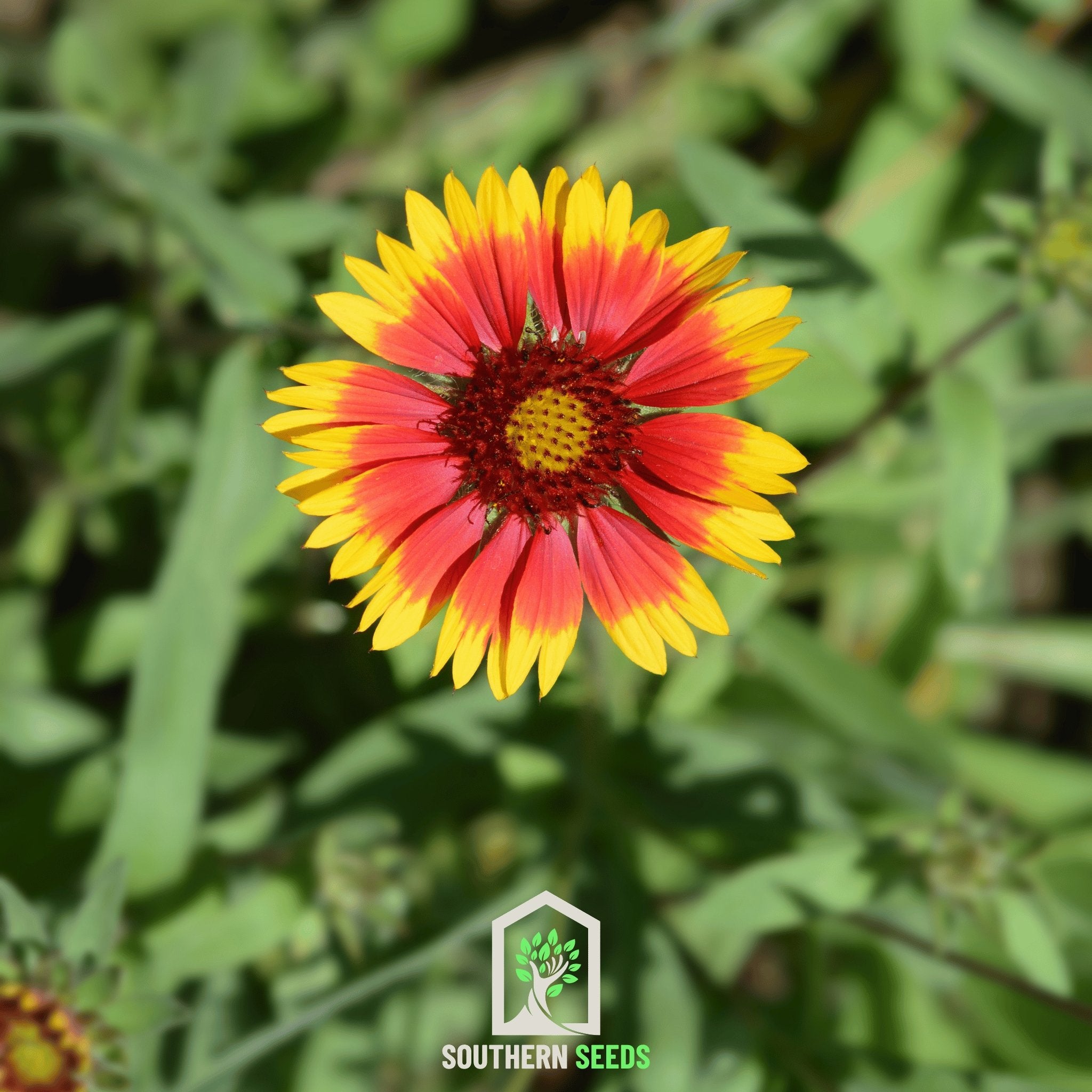 Blanket Flower (Gaillardia aristata) - 200 Seeds - Southern Seed Exchange