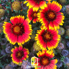 Blanket Flower (Gaillardia aristata) - 200 Seeds - Southern Seed Exchange