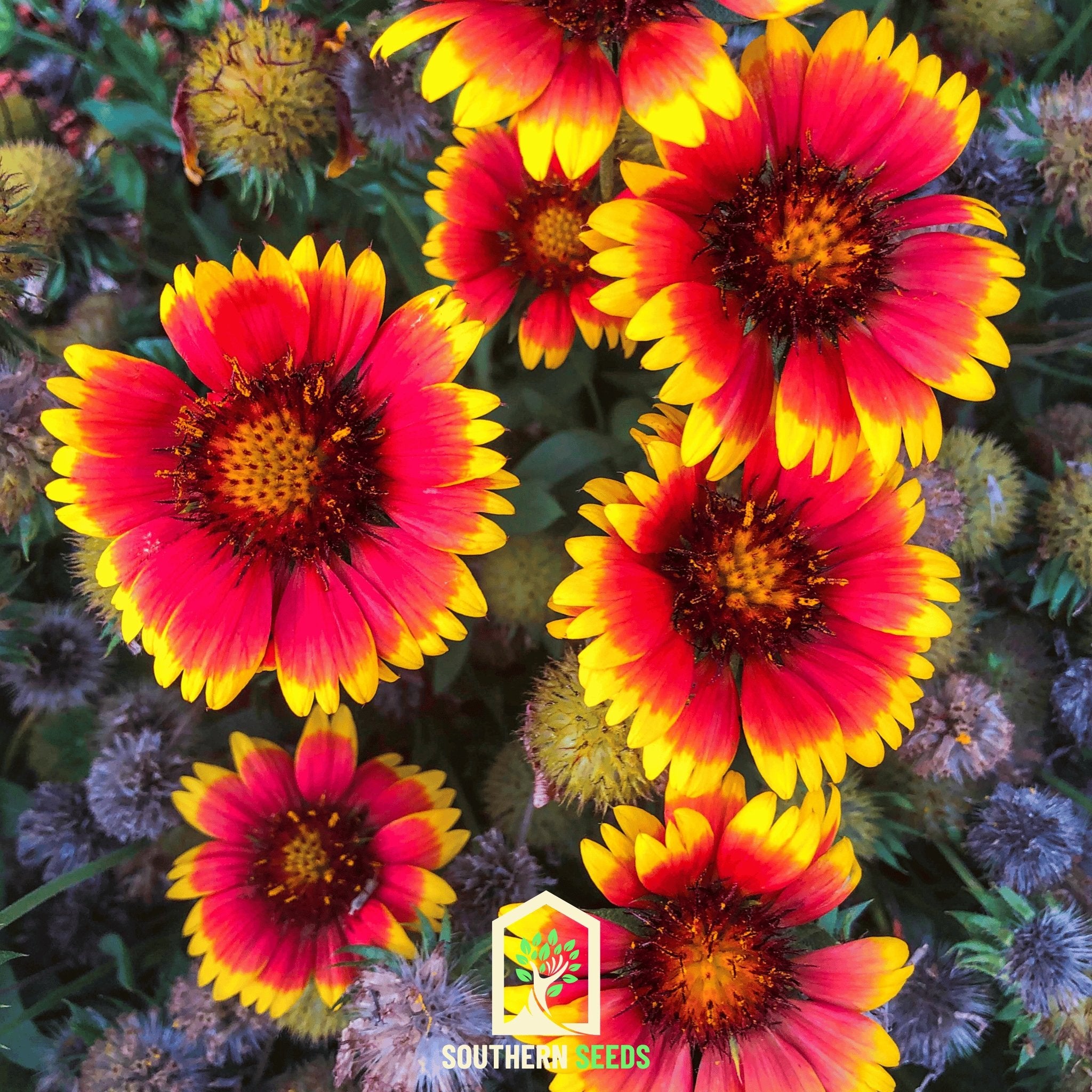 Blanket Flower (Gaillardia aristata) - 200 Seeds - Southern Seed Exchange