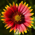 Blanket Flower (Gaillardia aristata) - 200 Seeds - Southern Seed Exchange