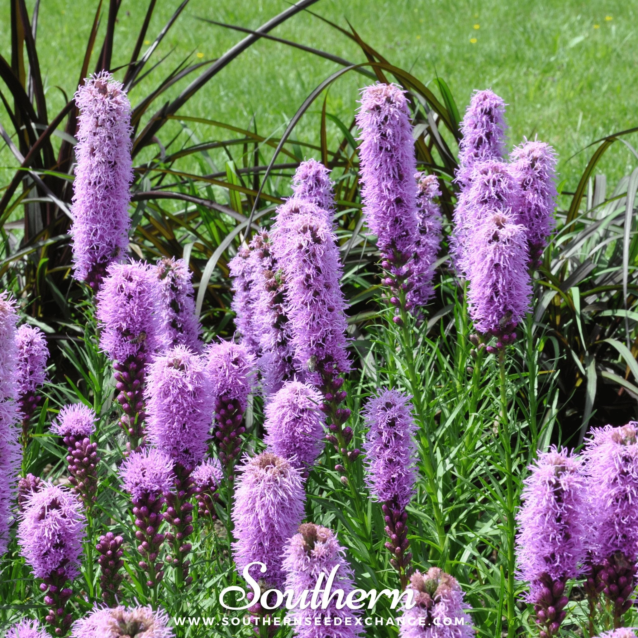 Southern Seed Exchange Blazing Star, Marsh (Liatris spicata) - 150 Seeds