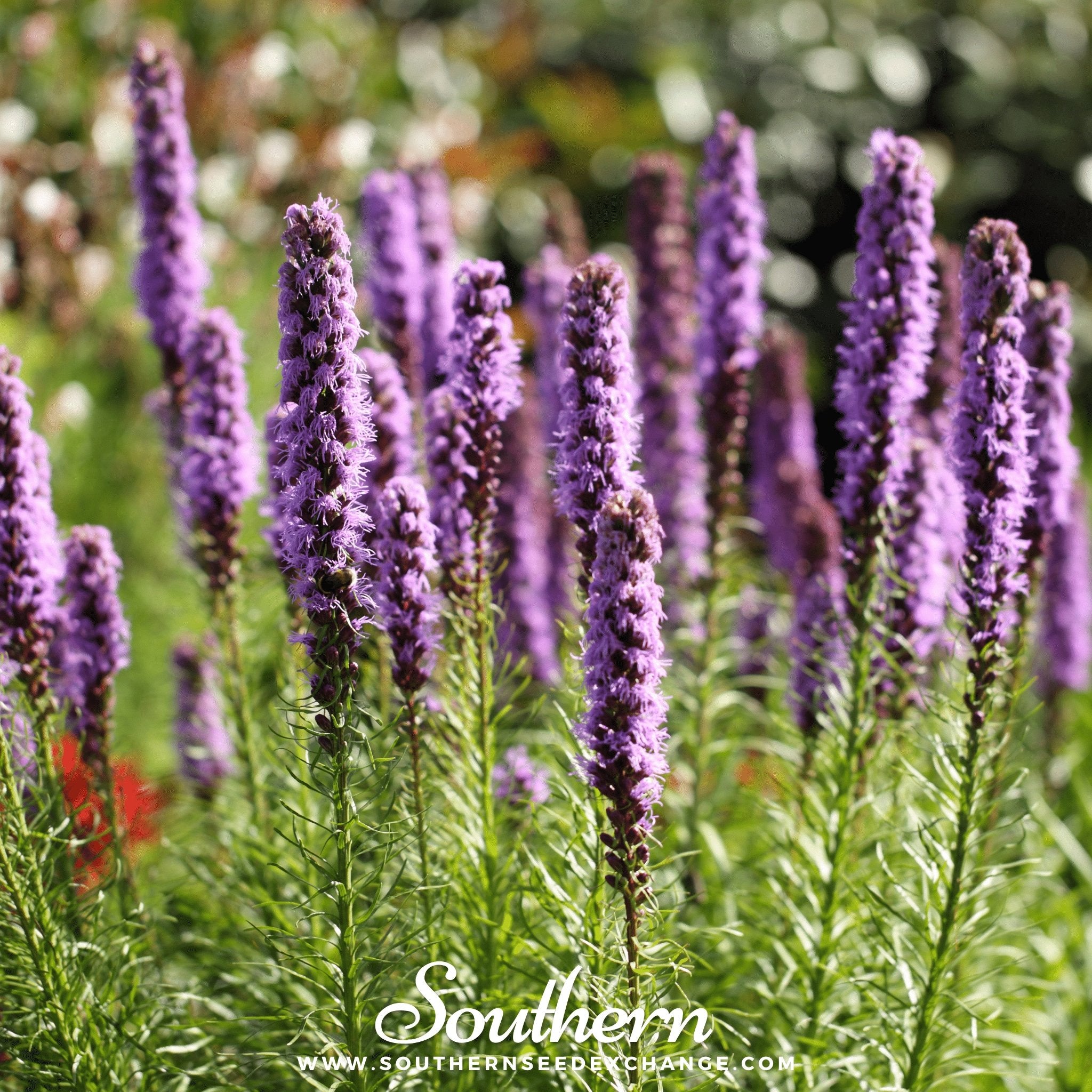 Southern Seed Exchange Blazing Star, Marsh (Liatris spicata) - 150 Seeds