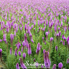 Southern Seed Exchange Blazing Star, Marsh (Liatris spicata) - 150 Seeds