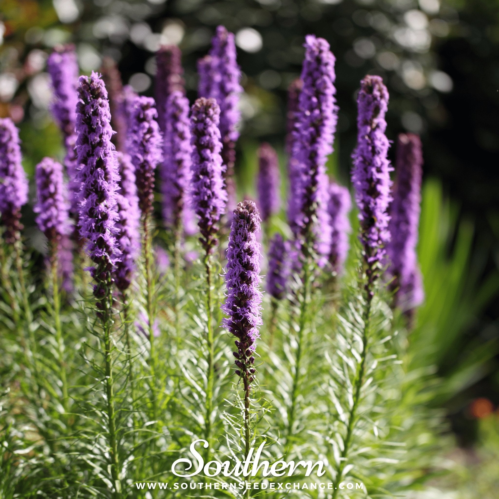 Southern Seed Exchange Blazing Star, Marsh (Liatris spicata) - 150 Seeds