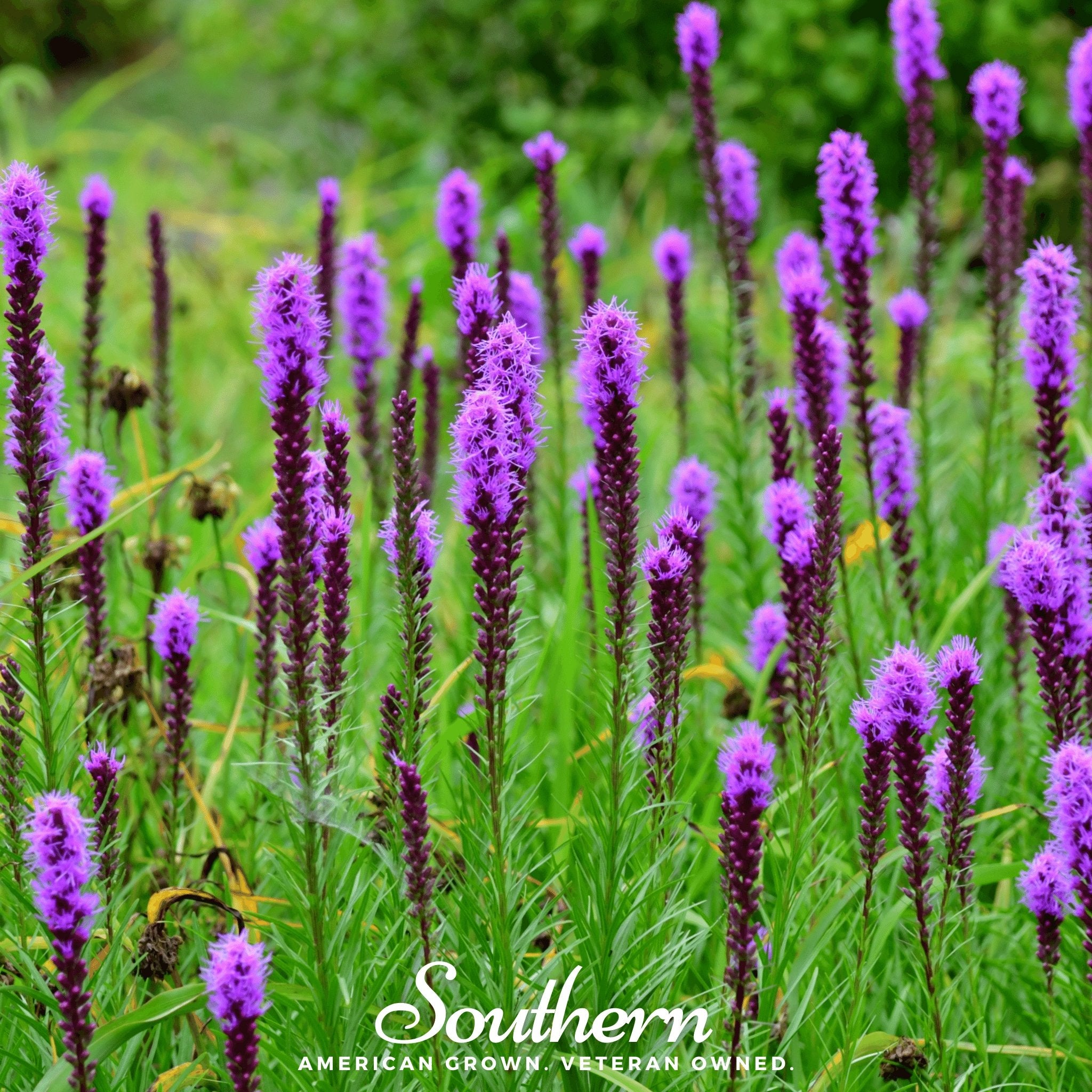 Blazing Star, Prairie (Liatris pycnostachya) - 50 Seeds - Southern Seed Exchange