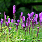 Blazing Star, Prairie (Liatris pycnostachya) - 50 Seeds - Southern Seed Exchange