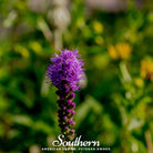 Blazing Star, Prairie (Liatris pycnostachya) - 50 Seeds - Southern Seed Exchange