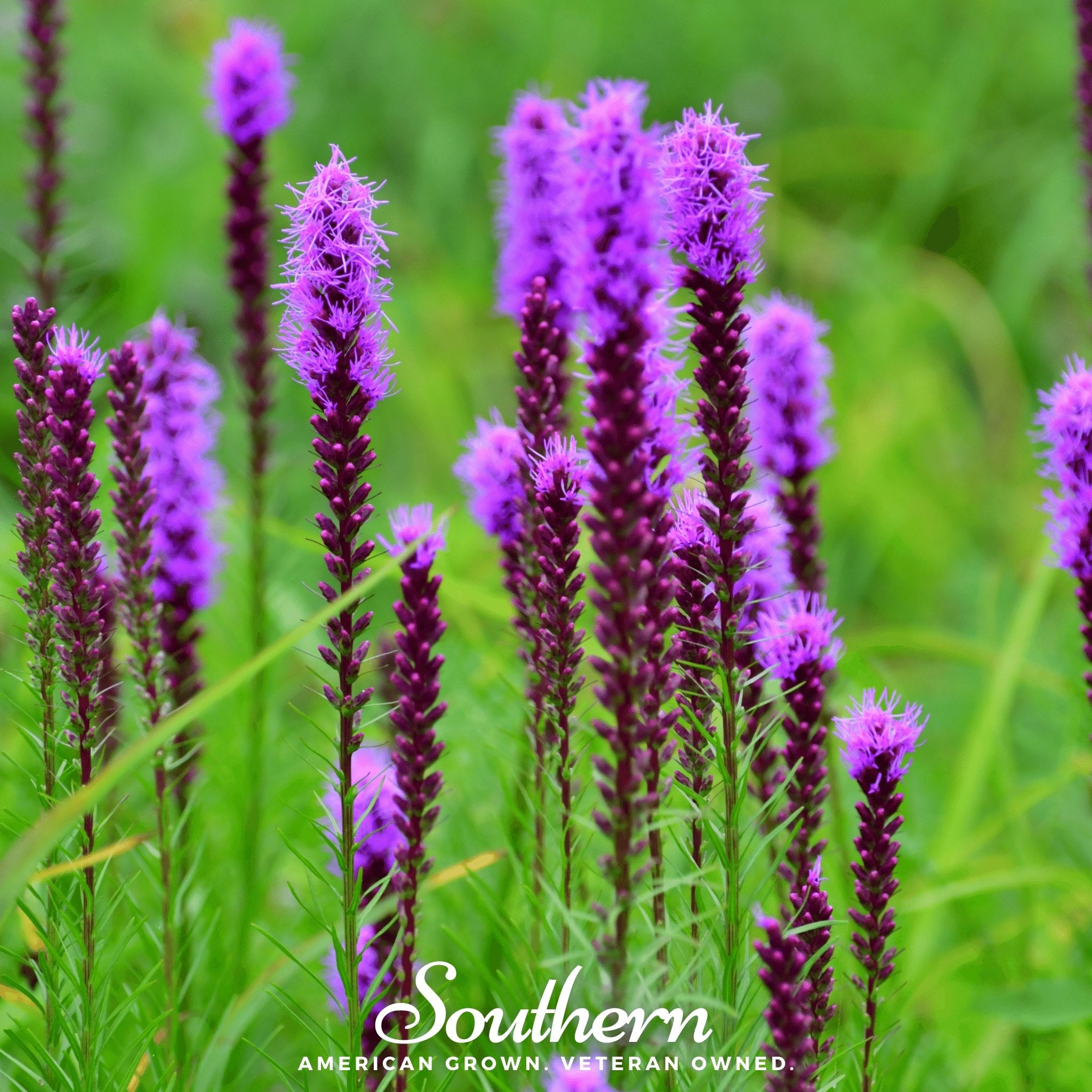 Blazing Star, Prairie (Liatris pycnostachya) - 50 Seeds - Southern Seed Exchange