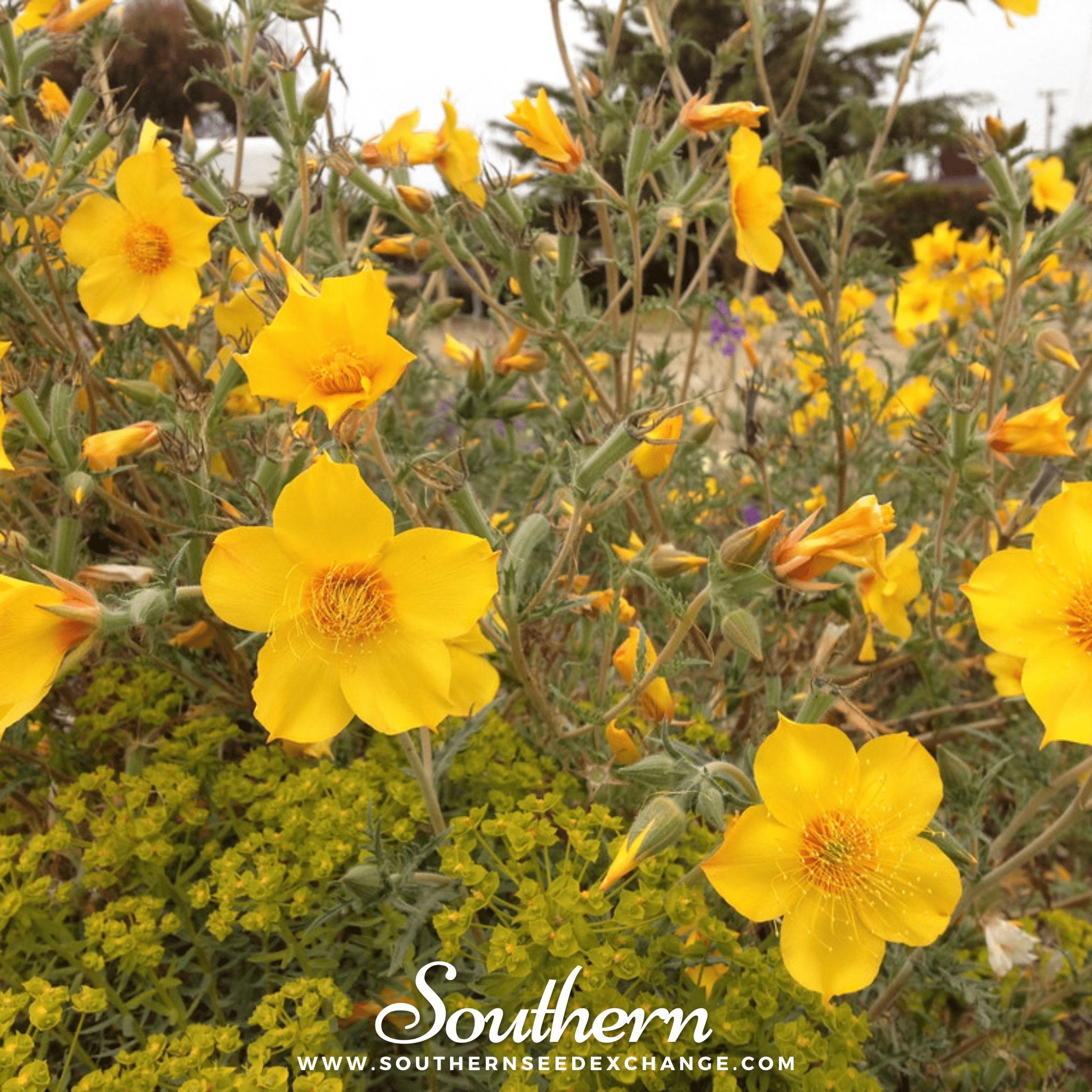 Southern Seed Exchange Blazing Star, Yellow (Mentzelia lindleyi) - 50 Seeds