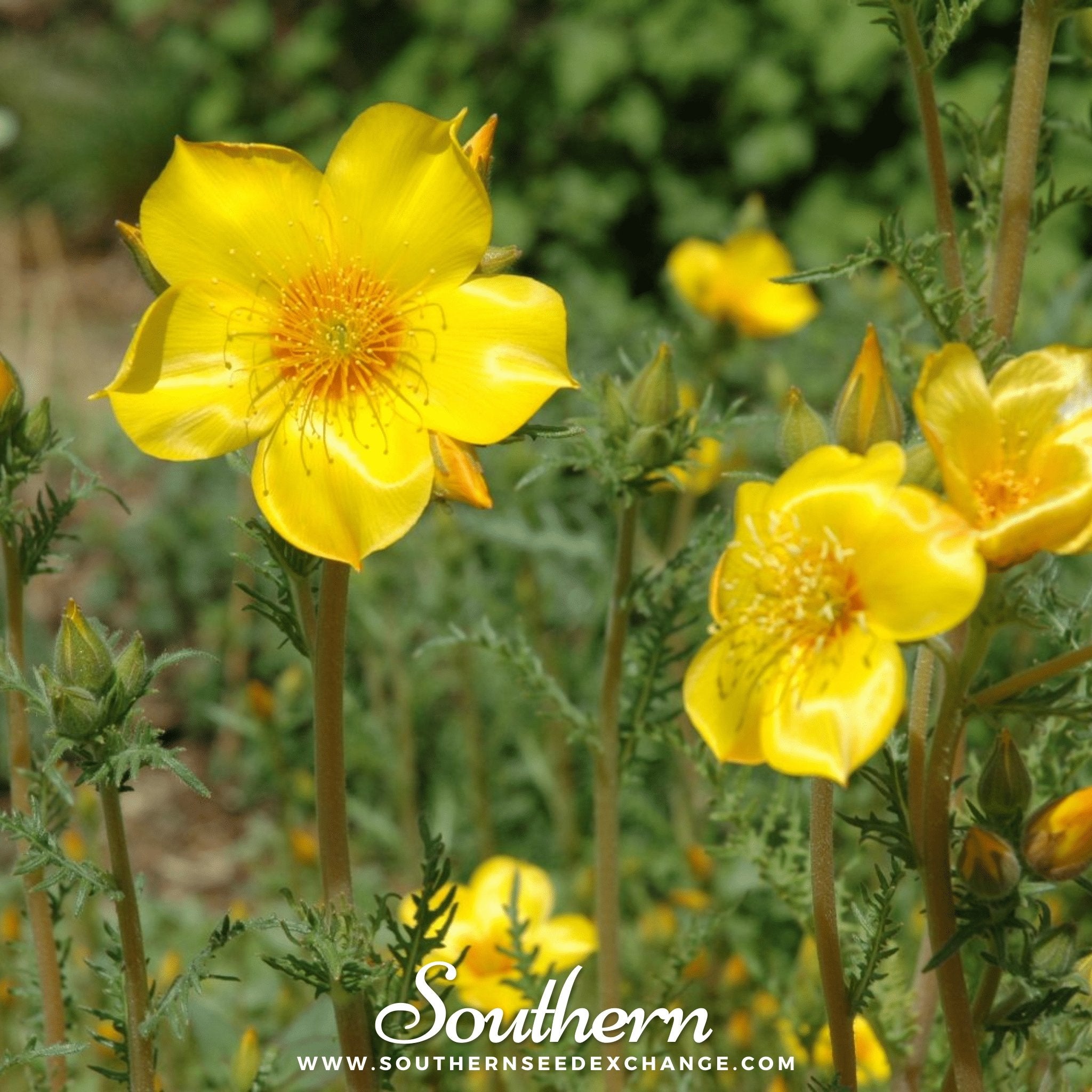 Southern Seed Exchange Blazing Star, Yellow (Mentzelia lindleyi) - 50 Seeds