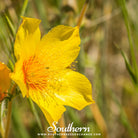 Southern Seed Exchange Blazing Star, Yellow (Mentzelia lindleyi) - 50 Seeds