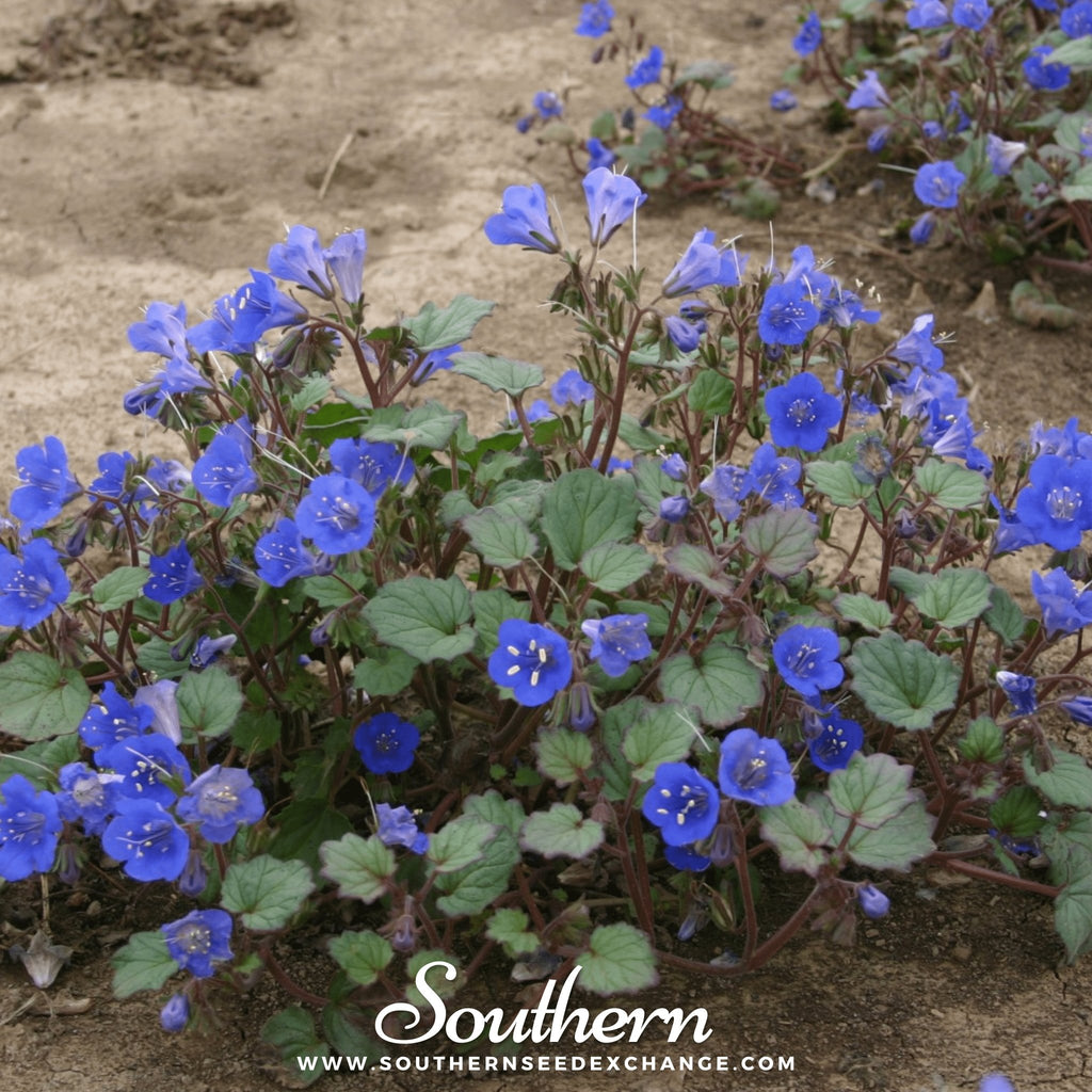 Southern Seed Exchange Bluebell, California (Phacelia campanularia) - 500 Seeds