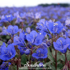 Southern Seed Exchange Bluebell, California (Phacelia campanularia) - 500 Seeds