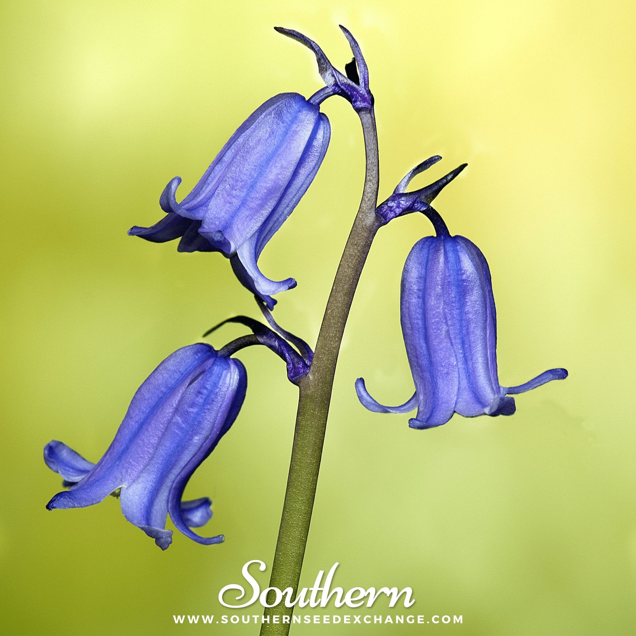 Southern Seed Exchange Bluebell, California (Phacelia campanularia) - 500 Seeds