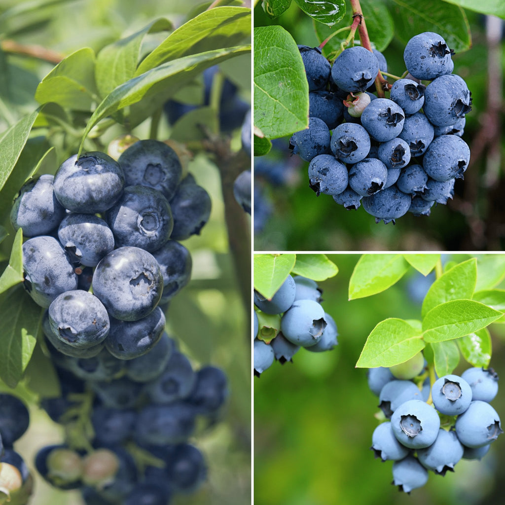 Southern Seed Exchange Blueberry, Highland Mix - 50 Seeds