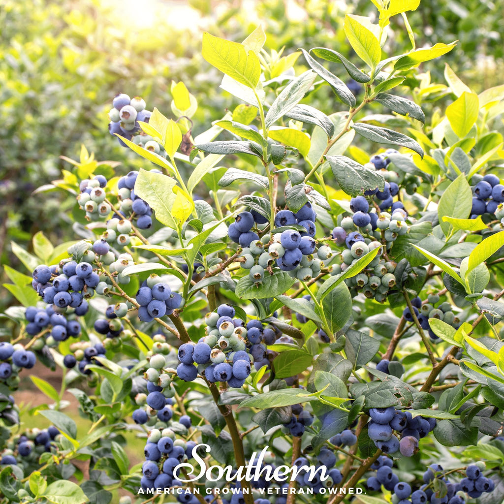 Blueberry, Northern Highbush (Vaccinium corymbosum) - 50 Seeds - Southern Seed Exchange