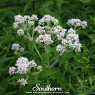 Southern Seed Exchange Boneset, Eupatorium (Eupatorium Perfoliatum) - 100 Seeds