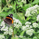 Southern Seed Exchange Boneset, Eupatorium (Eupatorium Perfoliatum) - 100 Seeds