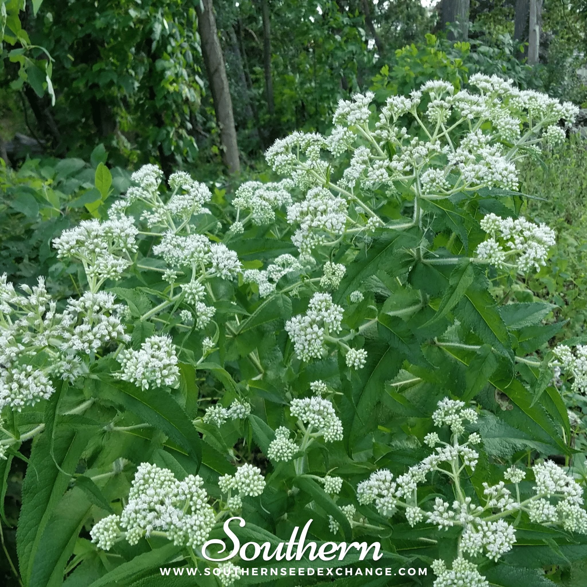 Southern Seed Exchange Boneset, Eupatorium (Eupatorium Perfoliatum) - 100 Seeds