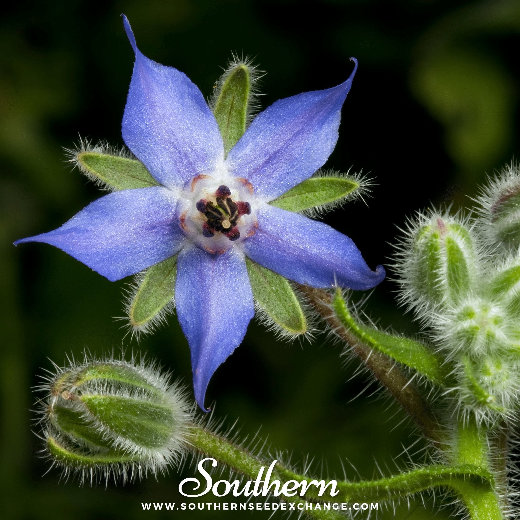 Southern Seed Exchange Borage, Blue (Borago Officinalis) - 100 Seeds