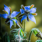 Southern Seed Exchange Borage, Blue (Borago Officinalis) - 100 Seeds