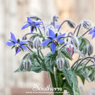 Southern Seed Exchange Borage, Blue (Borago Officinalis) - 100 Seeds