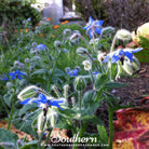 Southern Seed Exchange Borage, Blue (Borago Officinalis) - 100 Seeds