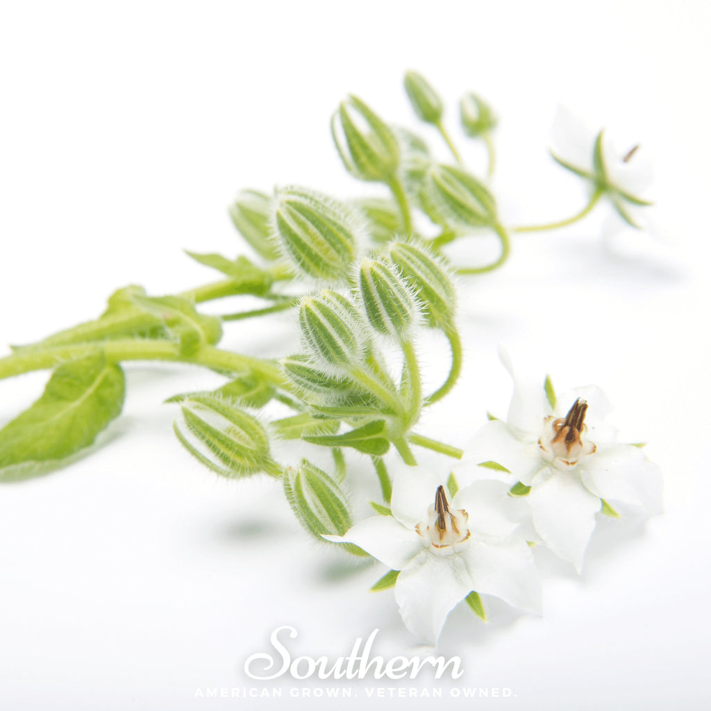 Borage, White (Borago officinalis bianca) - 50 Seeeds - Southern Seed Exchange