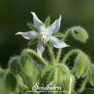 Borage, White (Borago officinalis bianca) - 50 Seeeds - Southern Seed Exchange