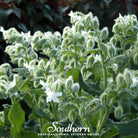 Borage, White (Borago officinalis bianca) - 50 Seeeds - Southern Seed Exchange