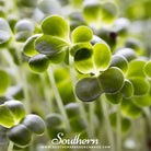 Southern Seed Exchange Broccoli, Green Sprouting Calabrese (Brassica oleracea) - 100 Seeds