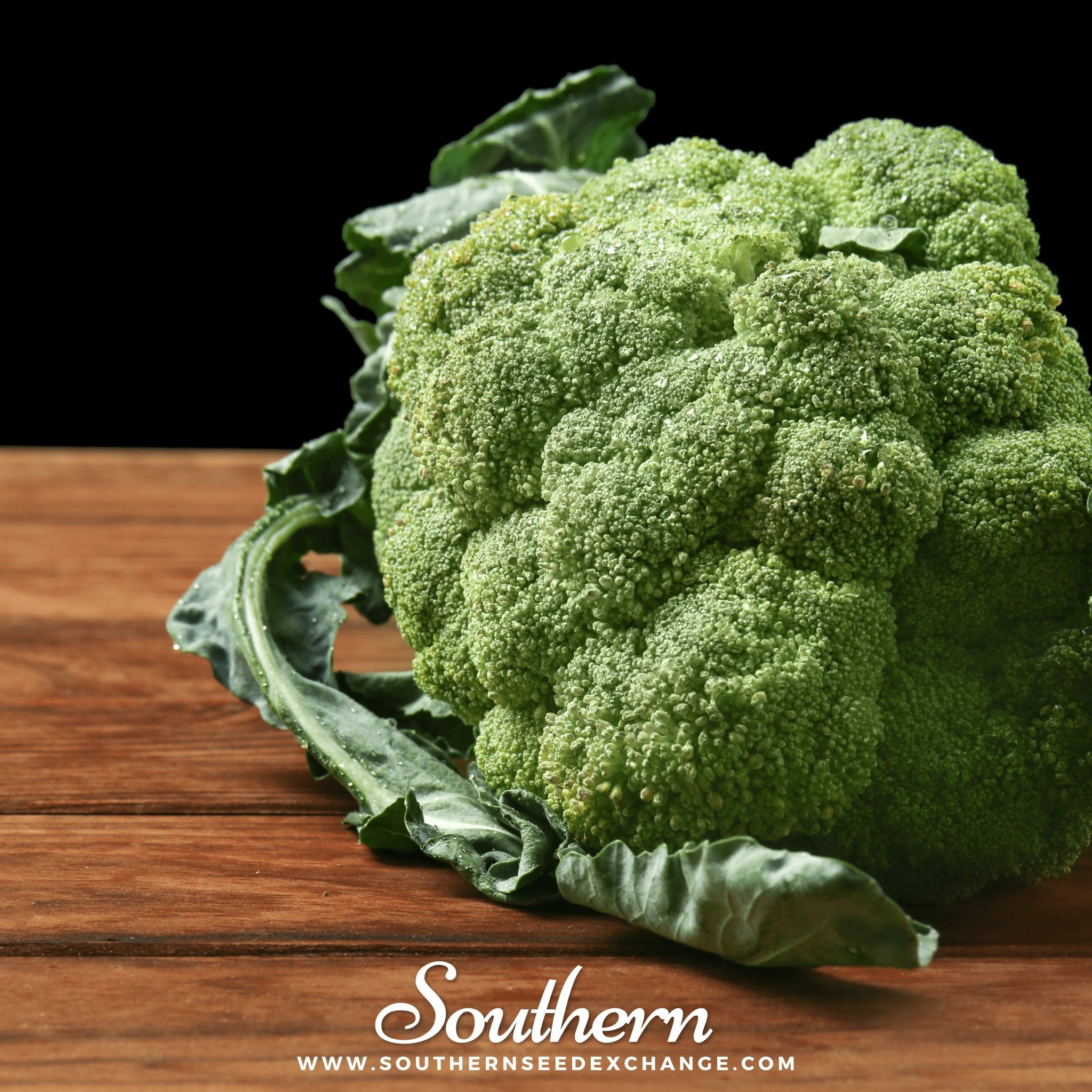 Southern Seed Exchange Broccoli, Green Sprouting Calabrese (Brassica oleracea) - 100 Seeds