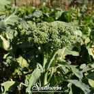 Southern Seed Exchange Broccoli, Di Cicco (Brassica oleracea) - 200 Seeds