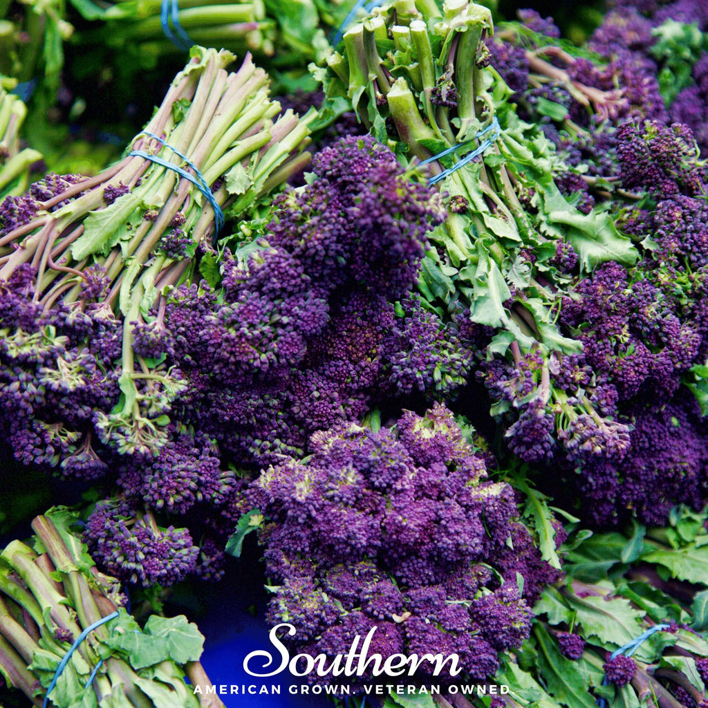 Broccoli, Purple Sprouting (Brasssica oleracea) - 100 Seeds - Southern Seed Exchange