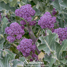 Broccoli, Purple Sprouting (Brasssica oleracea) - 100 Seeds - Southern Seed Exchange