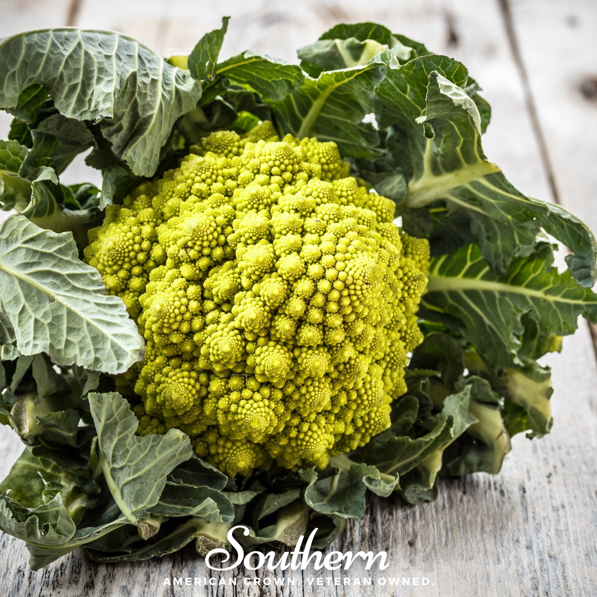 Broccoli, Romanesco (Brassica oleracea) - 100 Seeds - Southern Seed Exchange