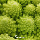 Broccoli, Romanesco (Brassica oleracea) - 100 Seeds - Southern Seed Exchange