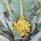 Broccoli, Romanesco (Brassica oleracea) - 100 Seeds - Southern Seed Exchange