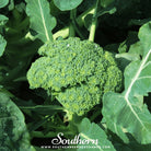 Southern Seed Exchange Broccoli, Waltham 29 (Brassica oleracea) - 200 Seeds