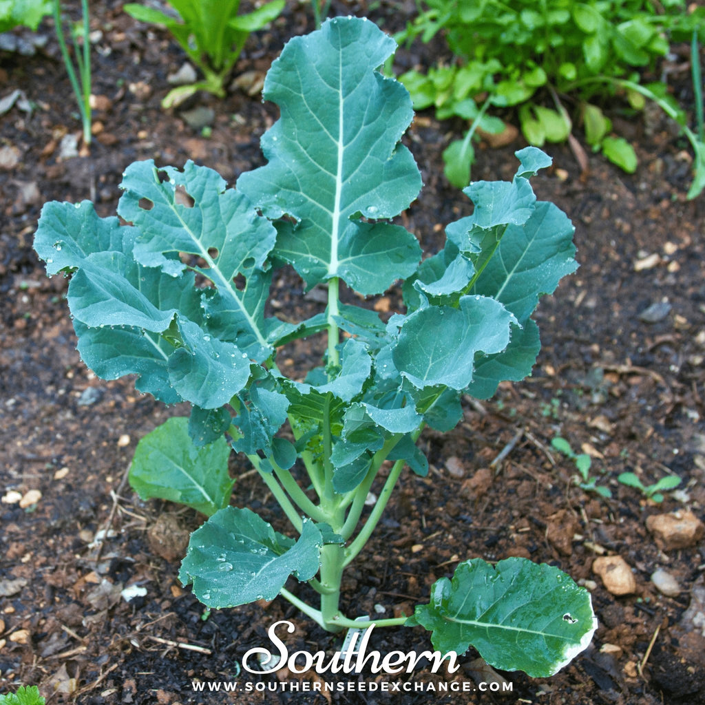 Southern Seed Exchange Broccoli, Waltham 29 (Brassica oleracea) - 200 Seeds
